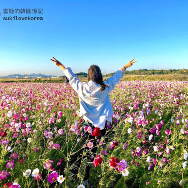 [仁川/期間限定/波斯菊花海] 私心推薦10月遊韓必到超美仁川機場期間限定波斯菊花海