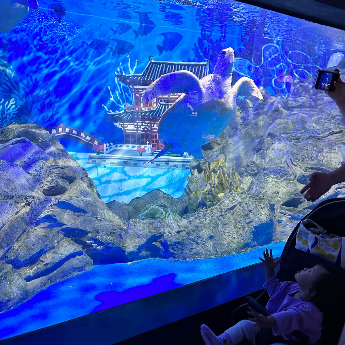 [濟州/包車]_濟州島包車秋遊記_2023年_day 2