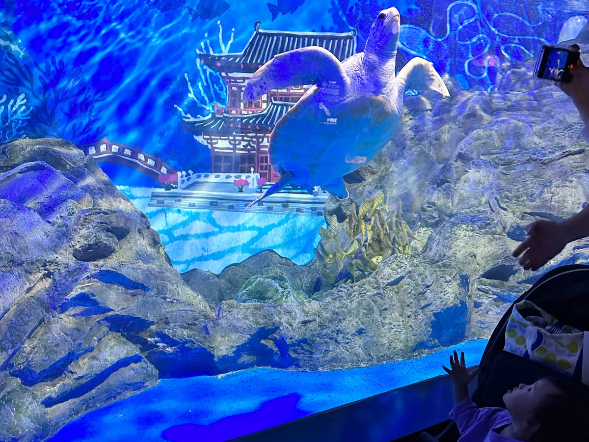 [濟州/包車]_濟州島包車秋遊記_2023年_day 2